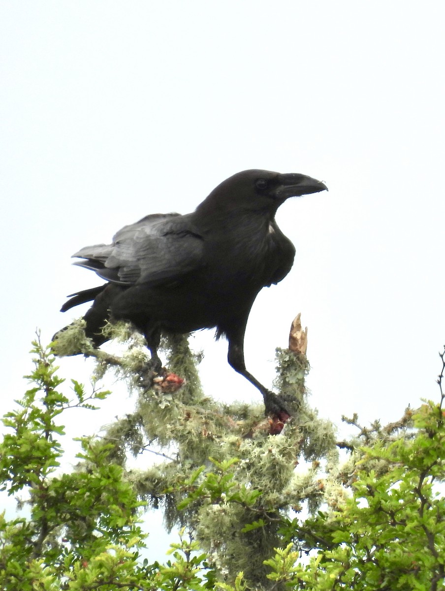 Chihuahuan Raven - ML617930112