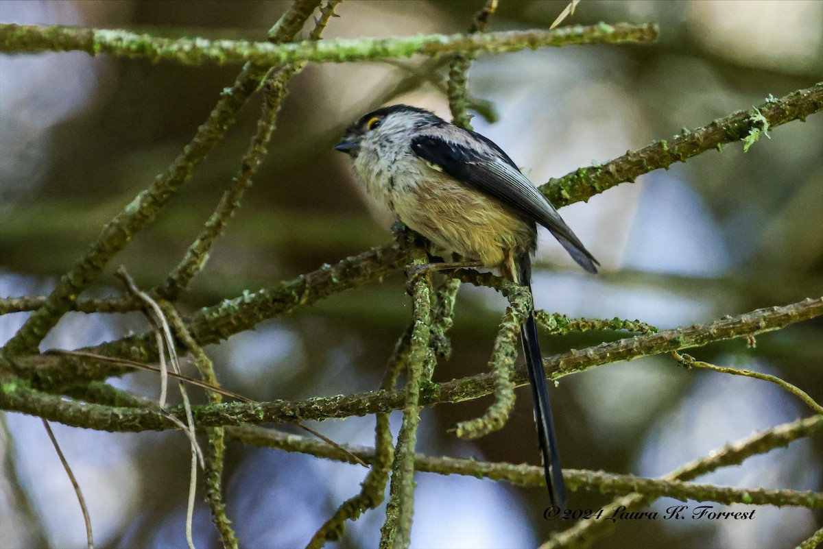 Long-tailed Tit - Laura Forrest