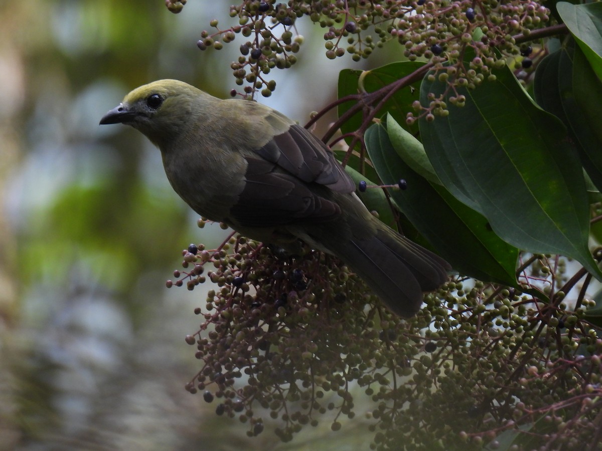 Palm Tanager - ML617930166