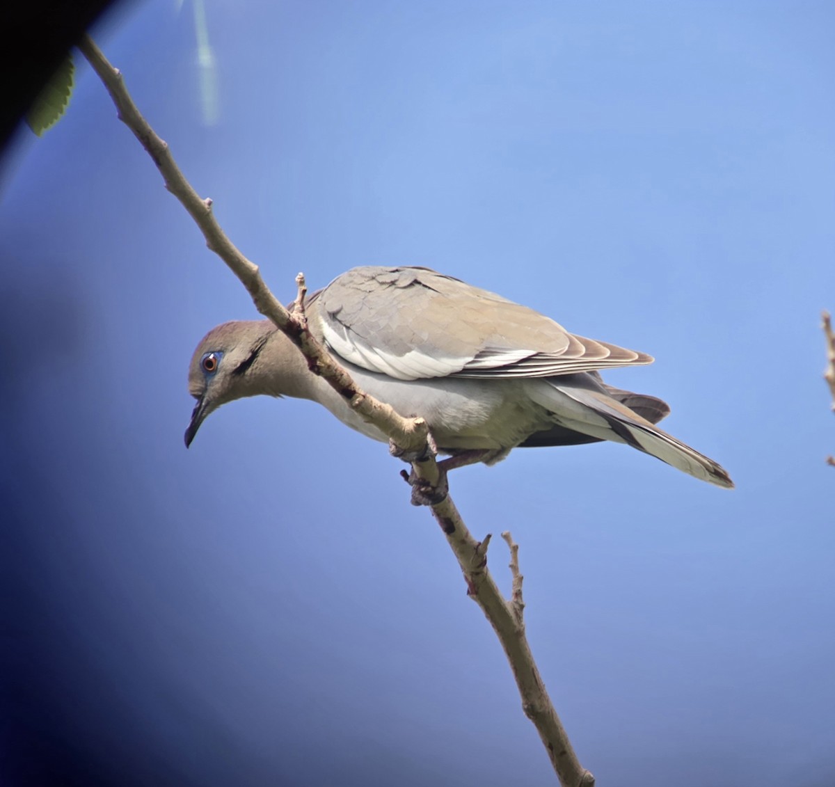 White-winged Dove - ML617930168