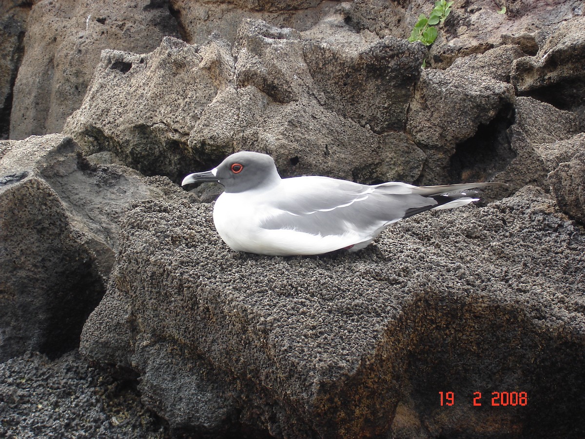Swallow-tailed Gull - ML617930181