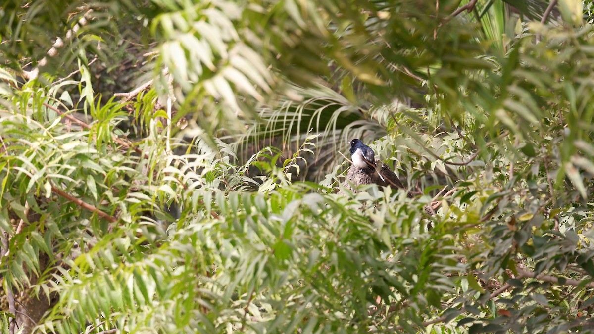 Oriental Magpie-Robin - Kartikeya Gupta