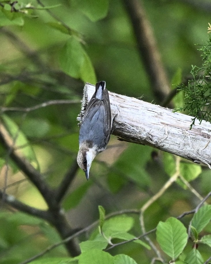 Brown-headed Nuthatch - ML617930232