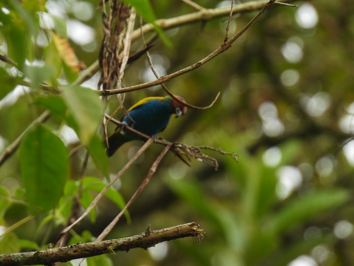 Bay-headed Tanager - ML617930238