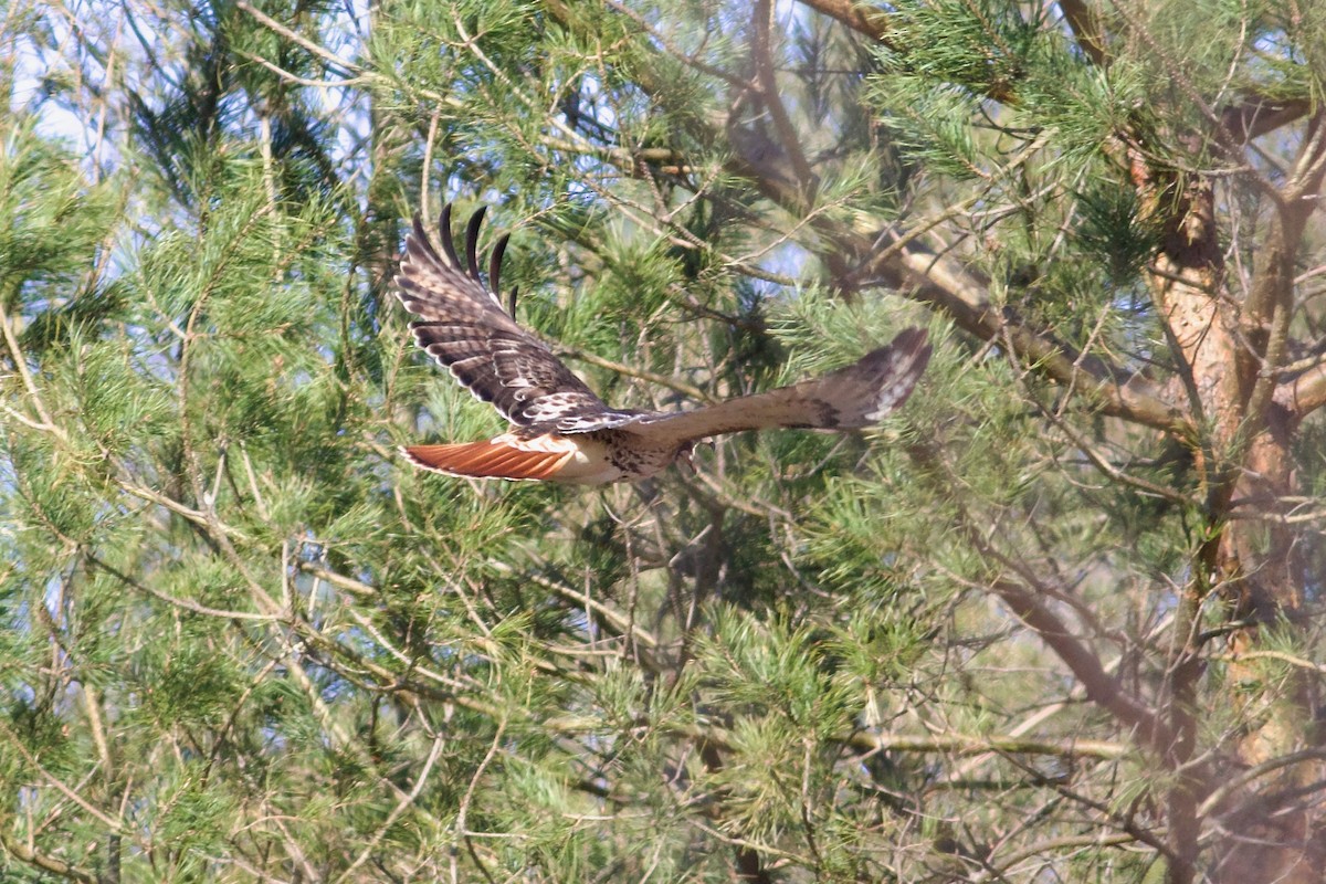 Red-tailed Hawk (abieticola) - ML617930280