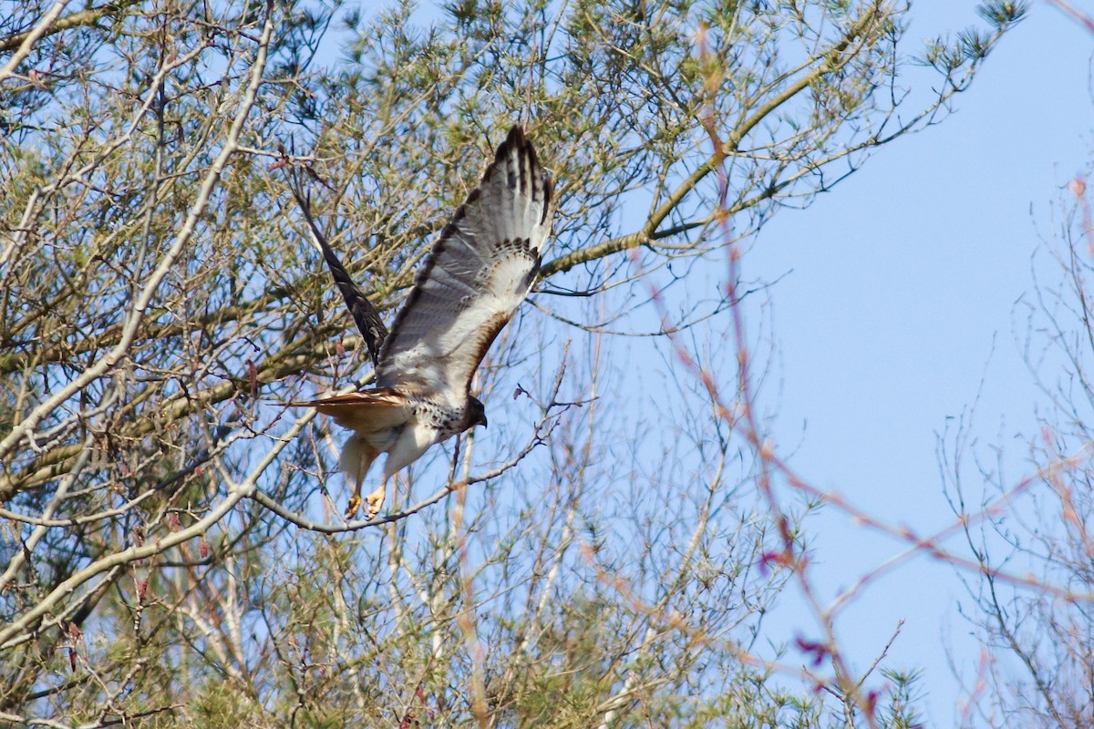 Red-tailed Hawk (abieticola) - ML617930281