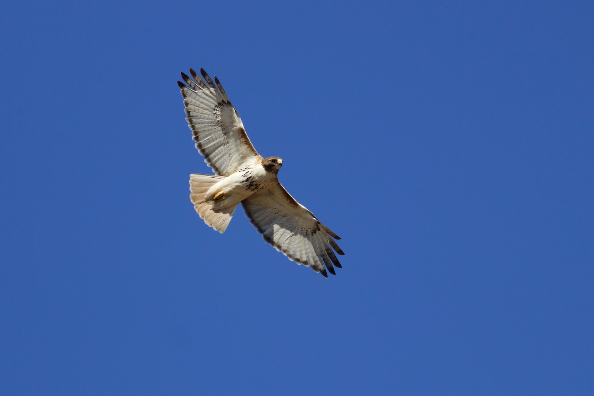 Red-tailed Hawk (abieticola) - ML617930282