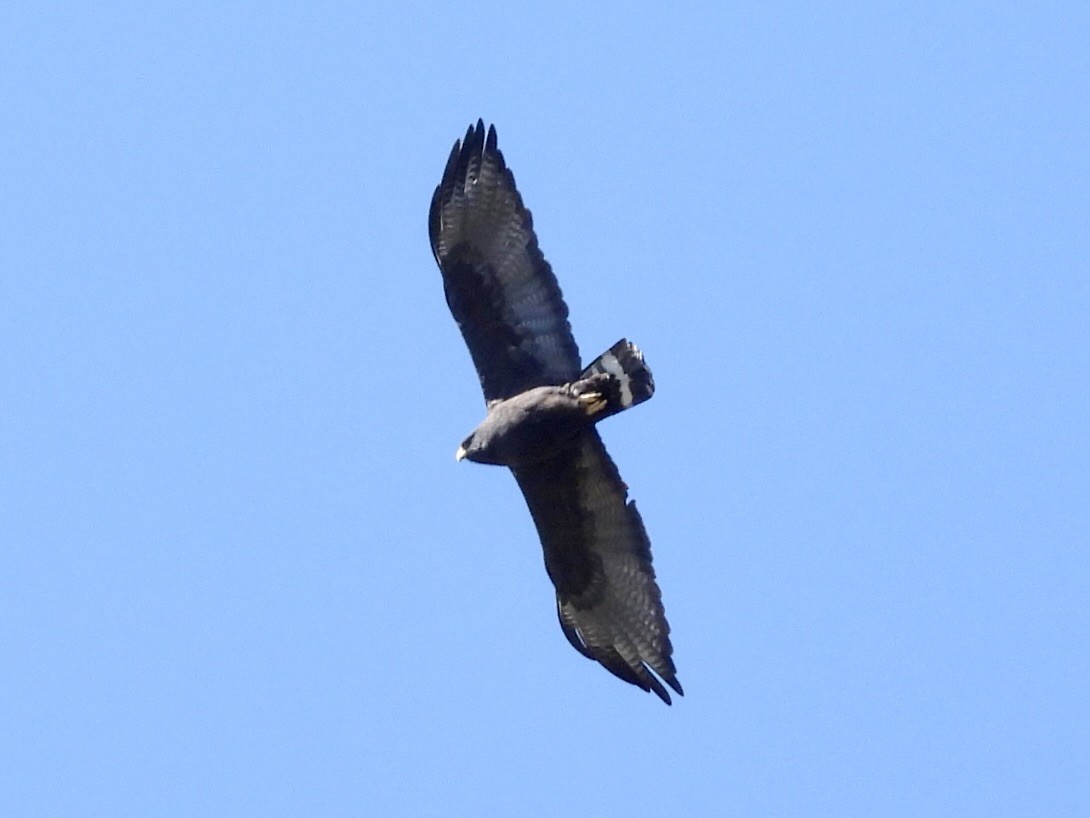 Zone-tailed Hawk - ML617930288