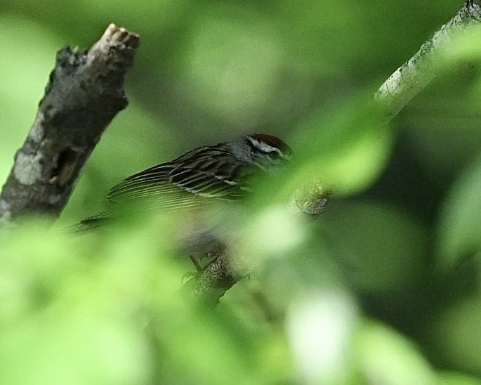 Chipping Sparrow - ML617930302