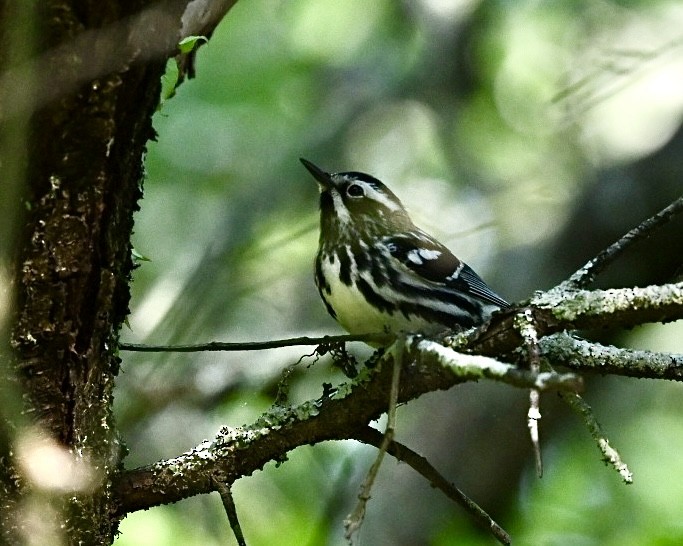 Black-and-white Warbler - ML617930308