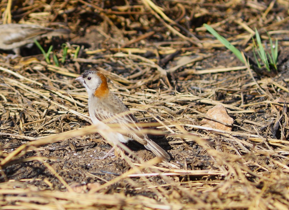 Speckle-fronted Weaver - ML617930309