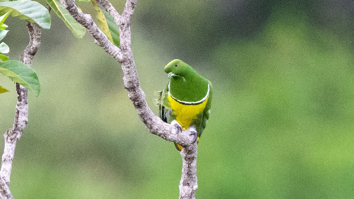 Cloven-feathered Dove - ML617930312