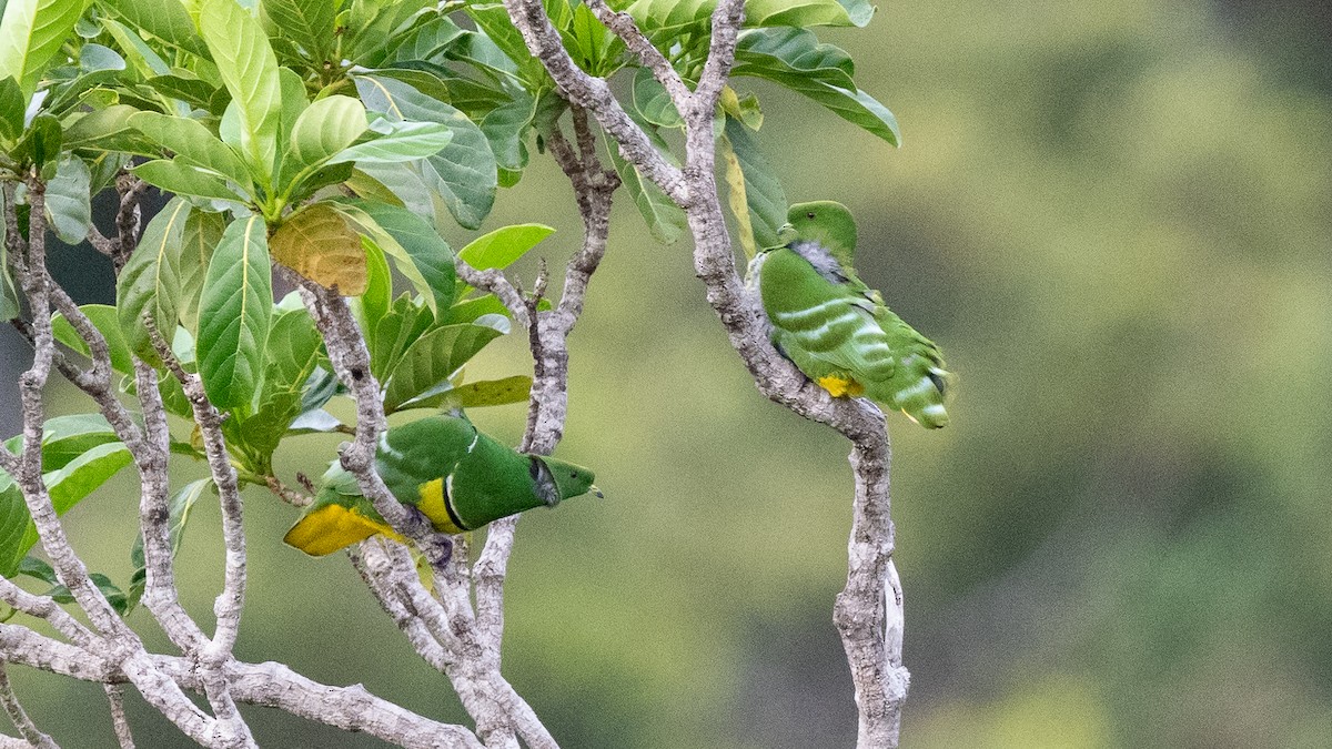 Cloven-feathered Dove - ML617930313