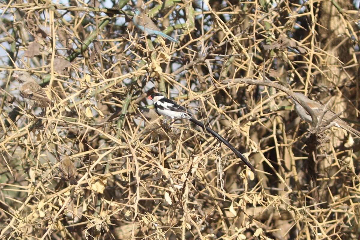 Pin-tailed Whydah - ML617930321