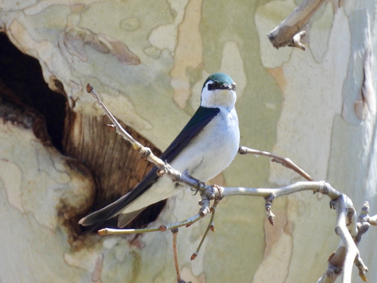 Violet-green Swallow - Sandy and Stephen Birge