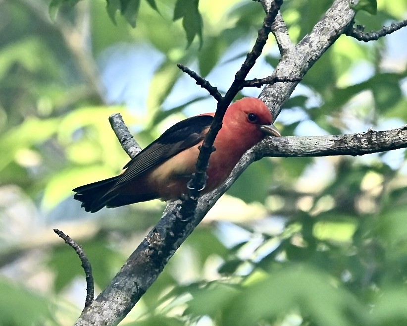 Scarlet Tanager - ML617930369