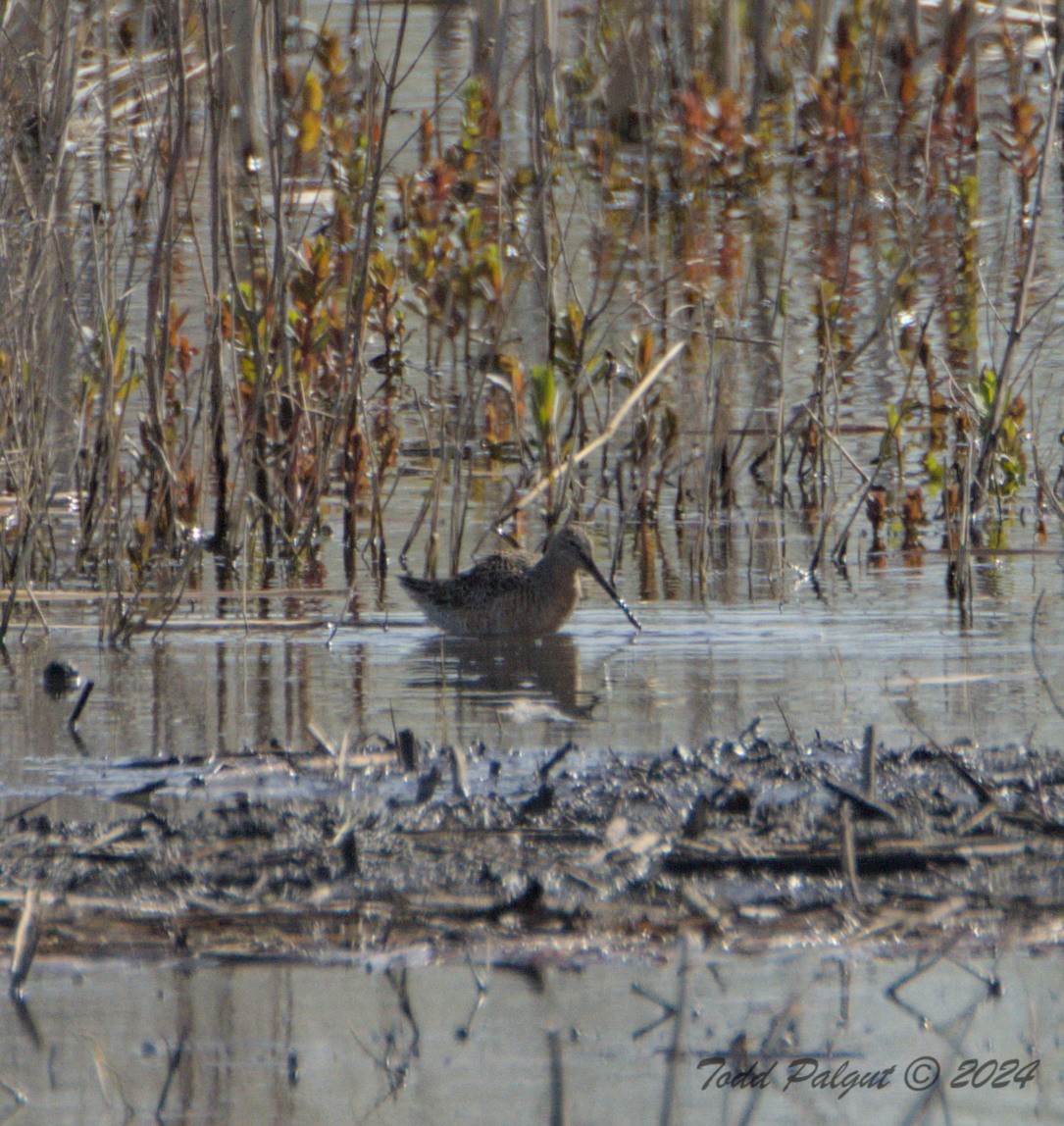 Long-billed Dowitcher - ML617930403