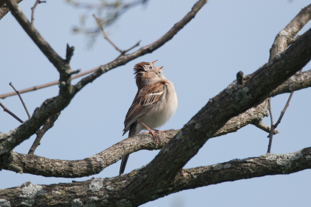 Field Sparrow - ML617930428