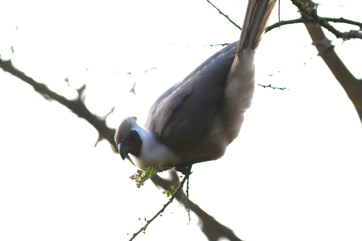 Bare-faced Go-away-bird - ML617930431