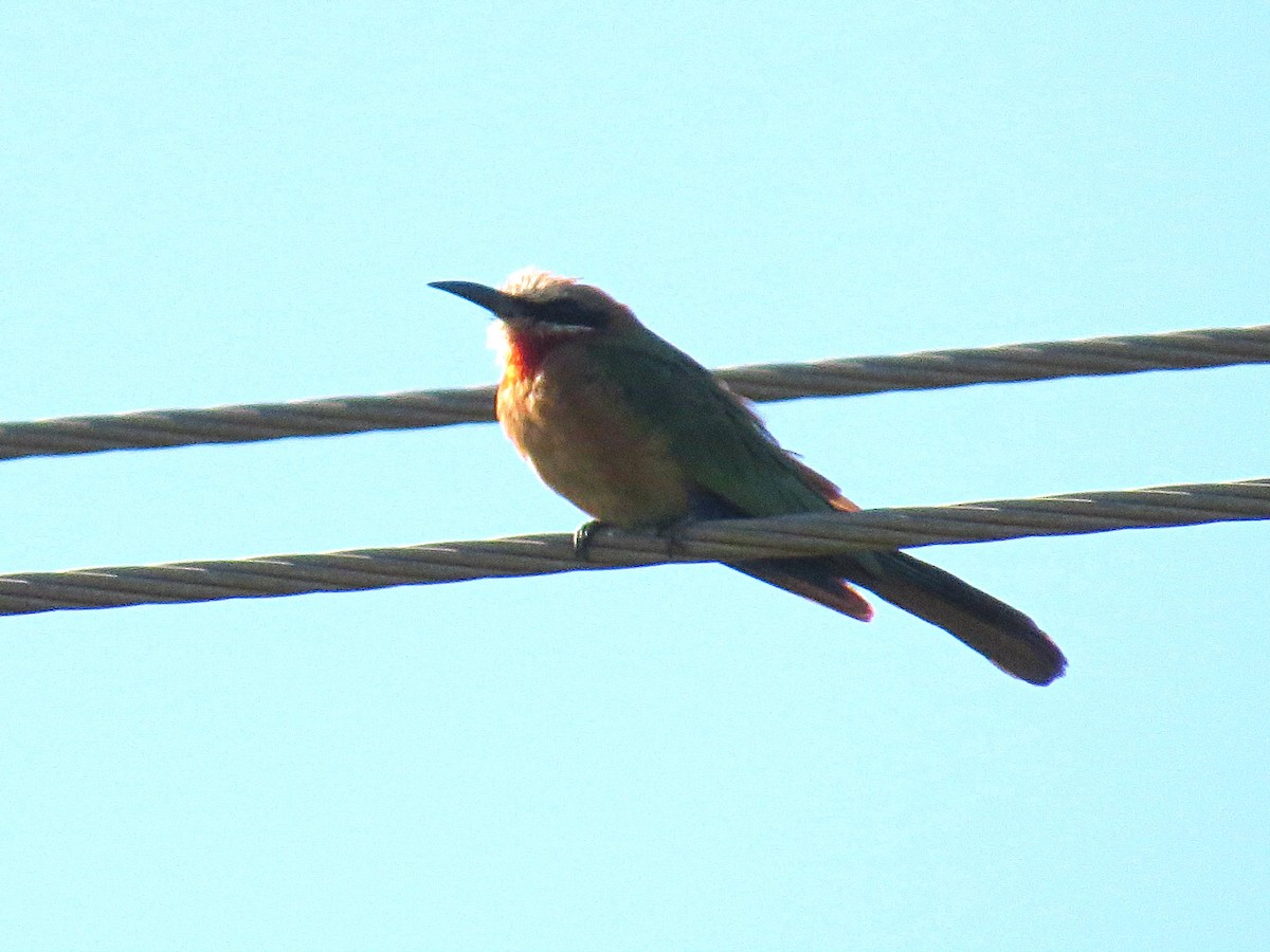 White-fronted Bee-eater - ML617930463