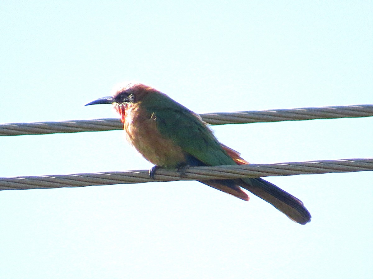 White-fronted Bee-eater - ML617930464
