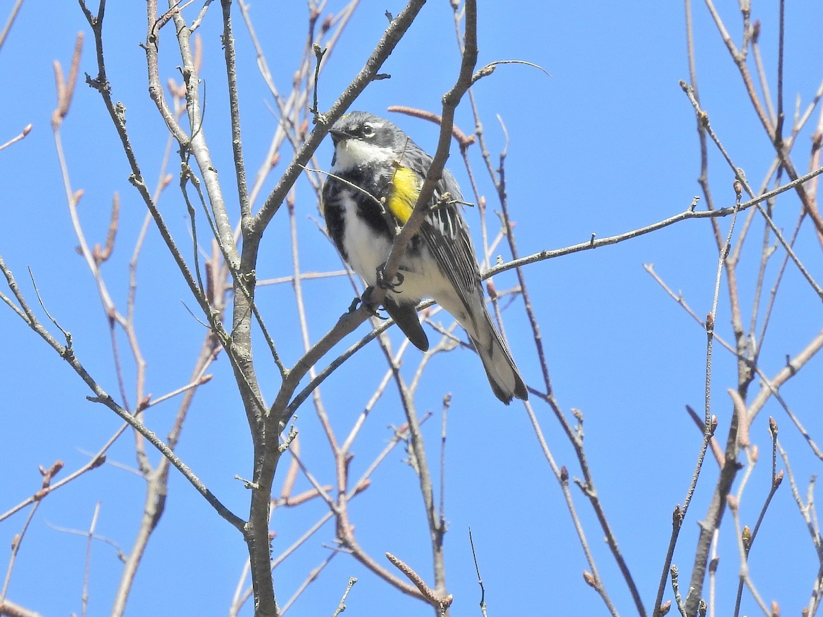 Yellow-rumped Warbler (Myrtle) - Doug Wipf