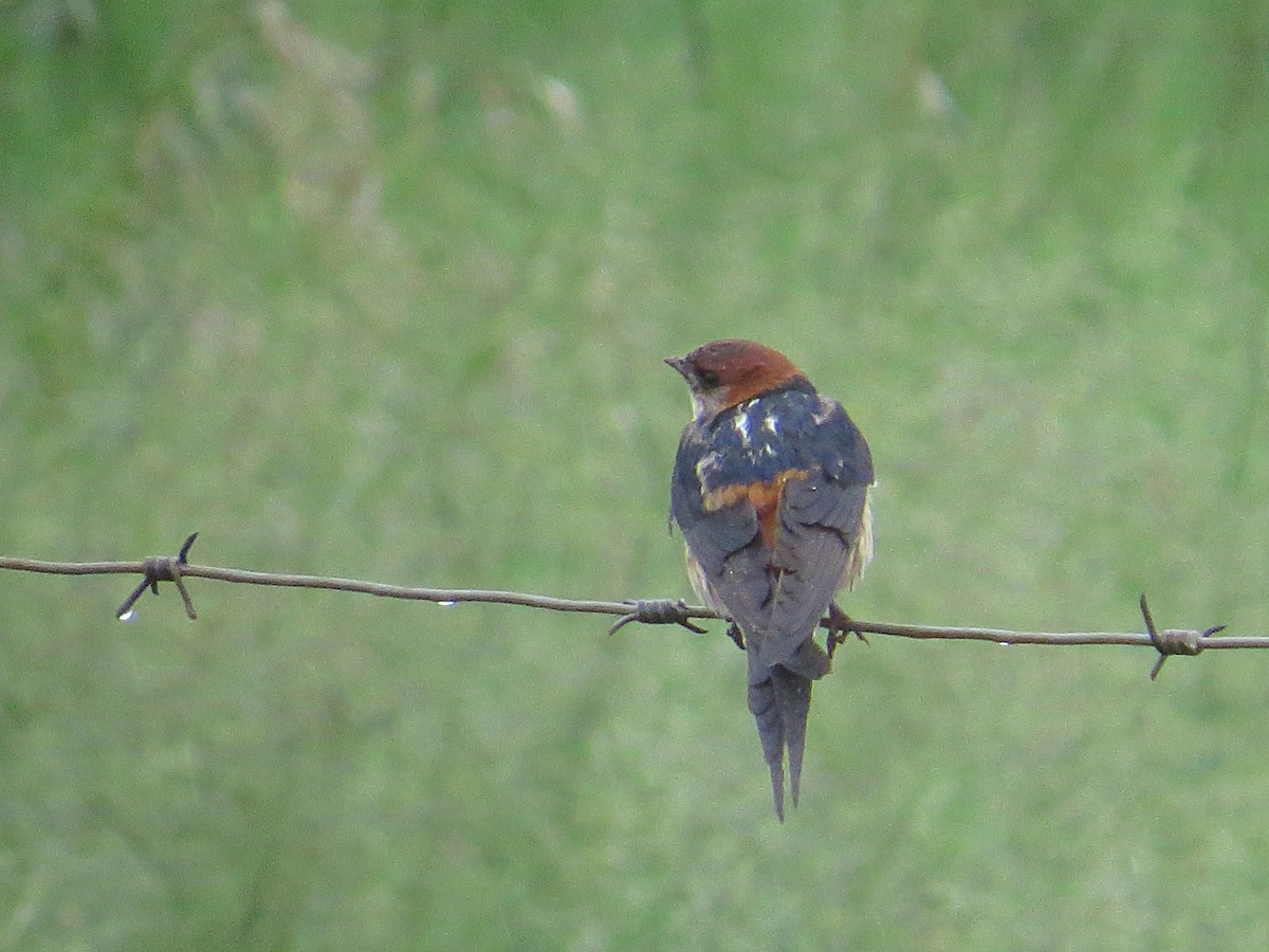 Greater Striped Swallow - ML617930584