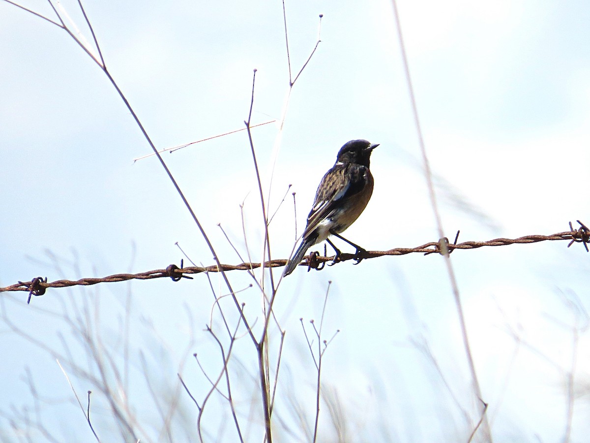 African Stonechat - ML617930606