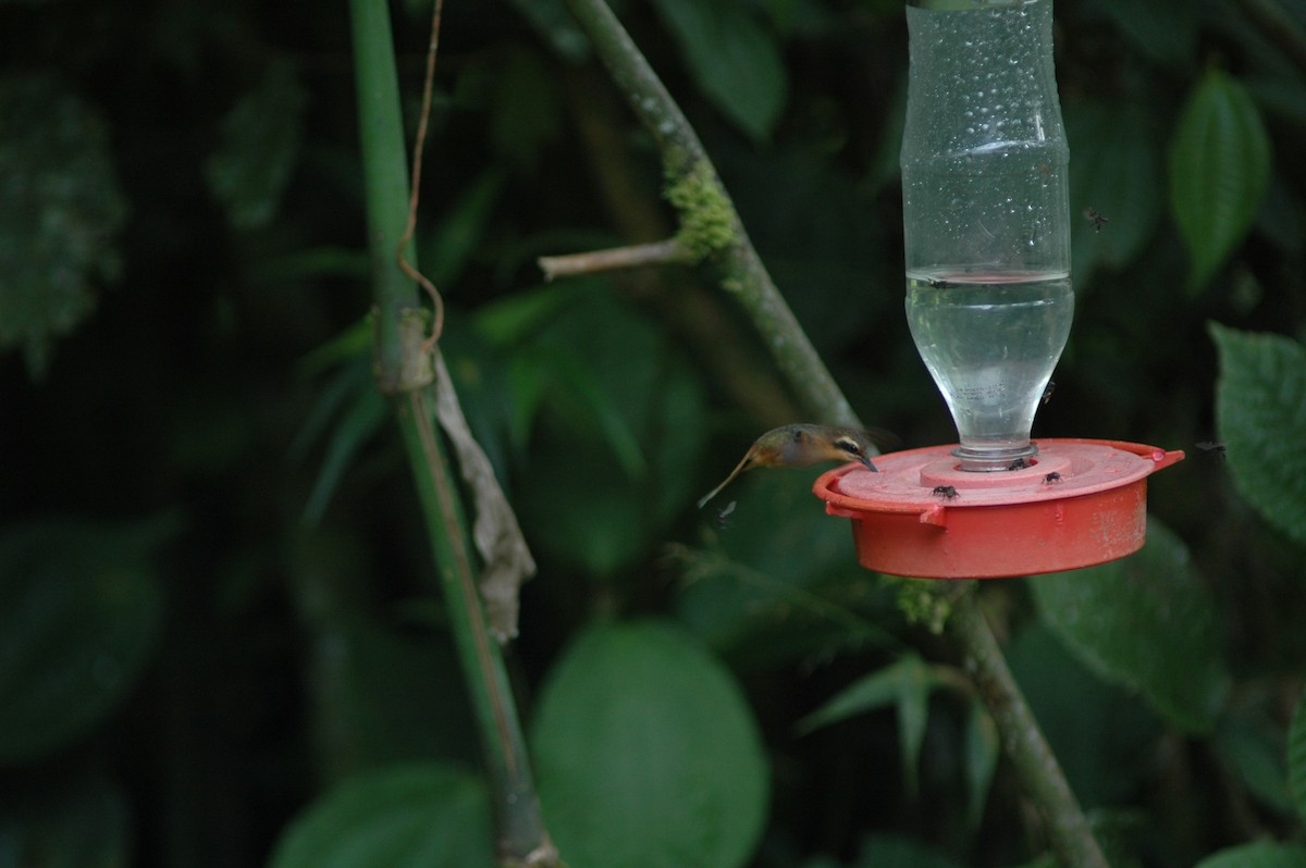 Серогорлый колибри-отшельник - ML617930613