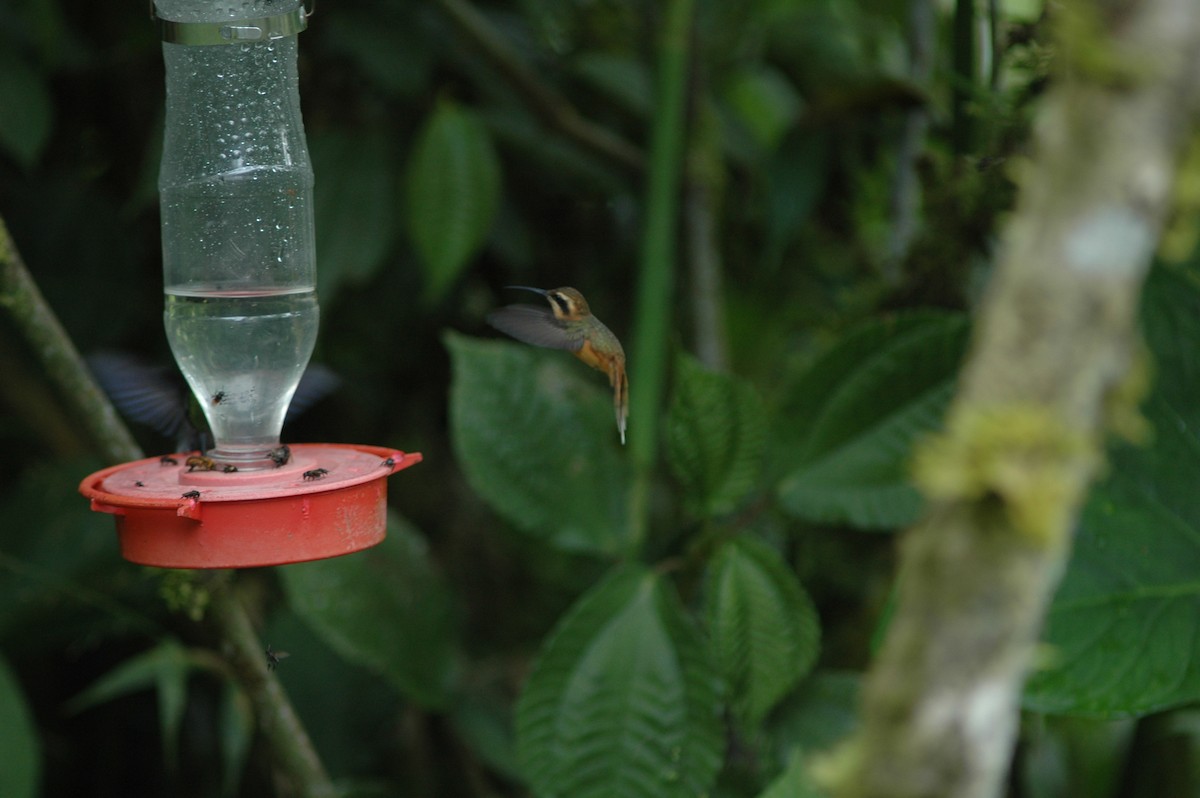 Серогорлый колибри-отшельник - ML617930614