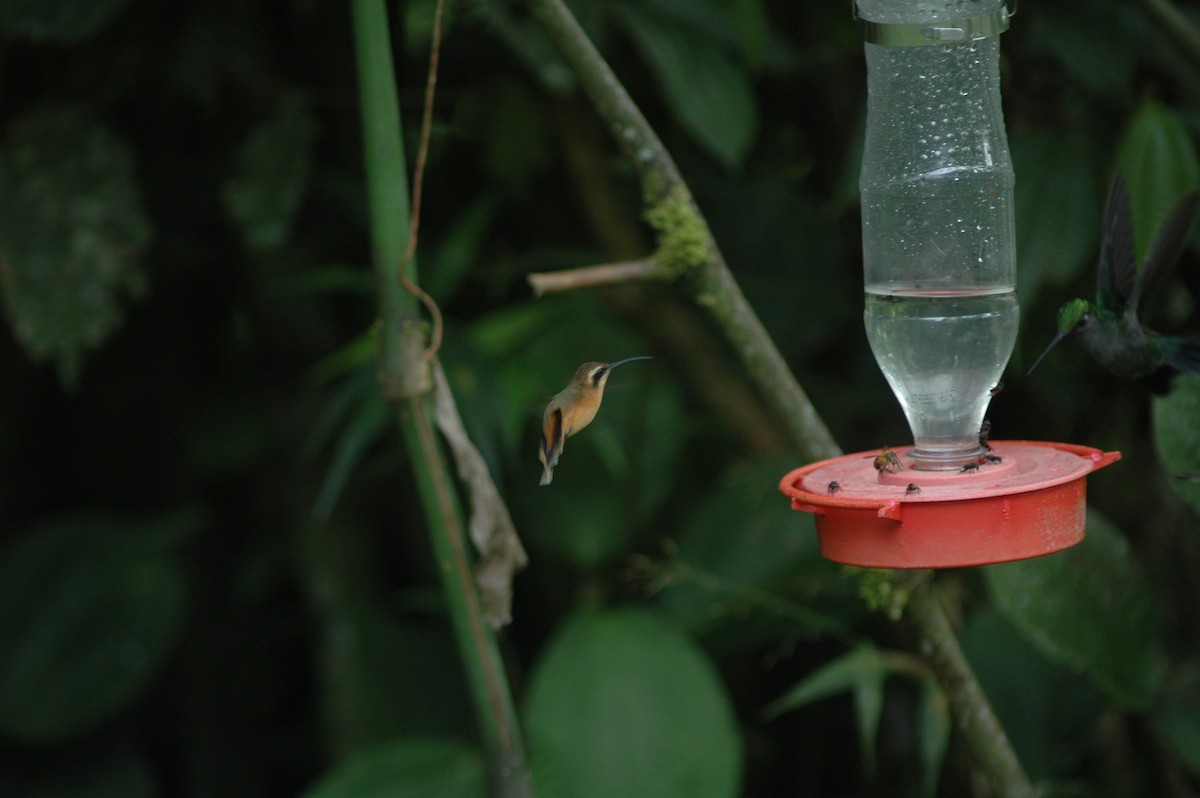 Серогорлый колибри-отшельник - ML617930616