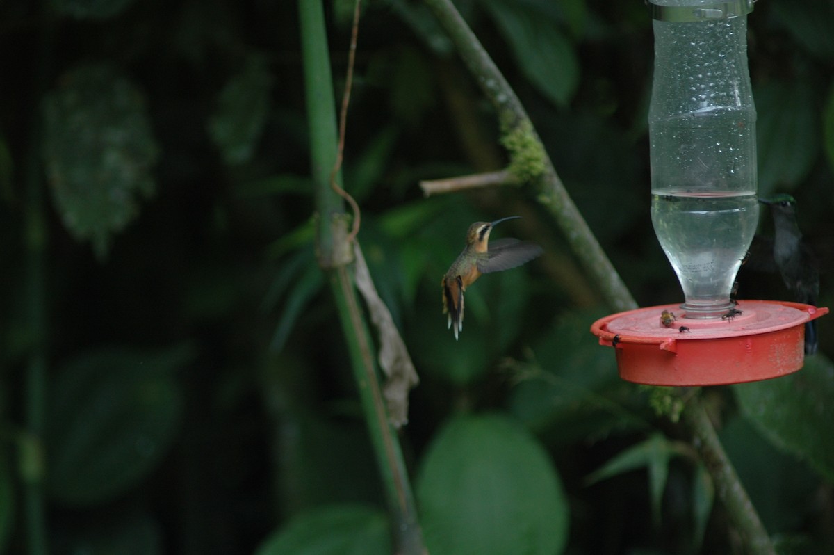 Серогорлый колибри-отшельник - ML617930619