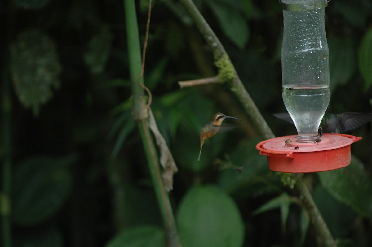 Серогорлый колибри-отшельник - ML617930621