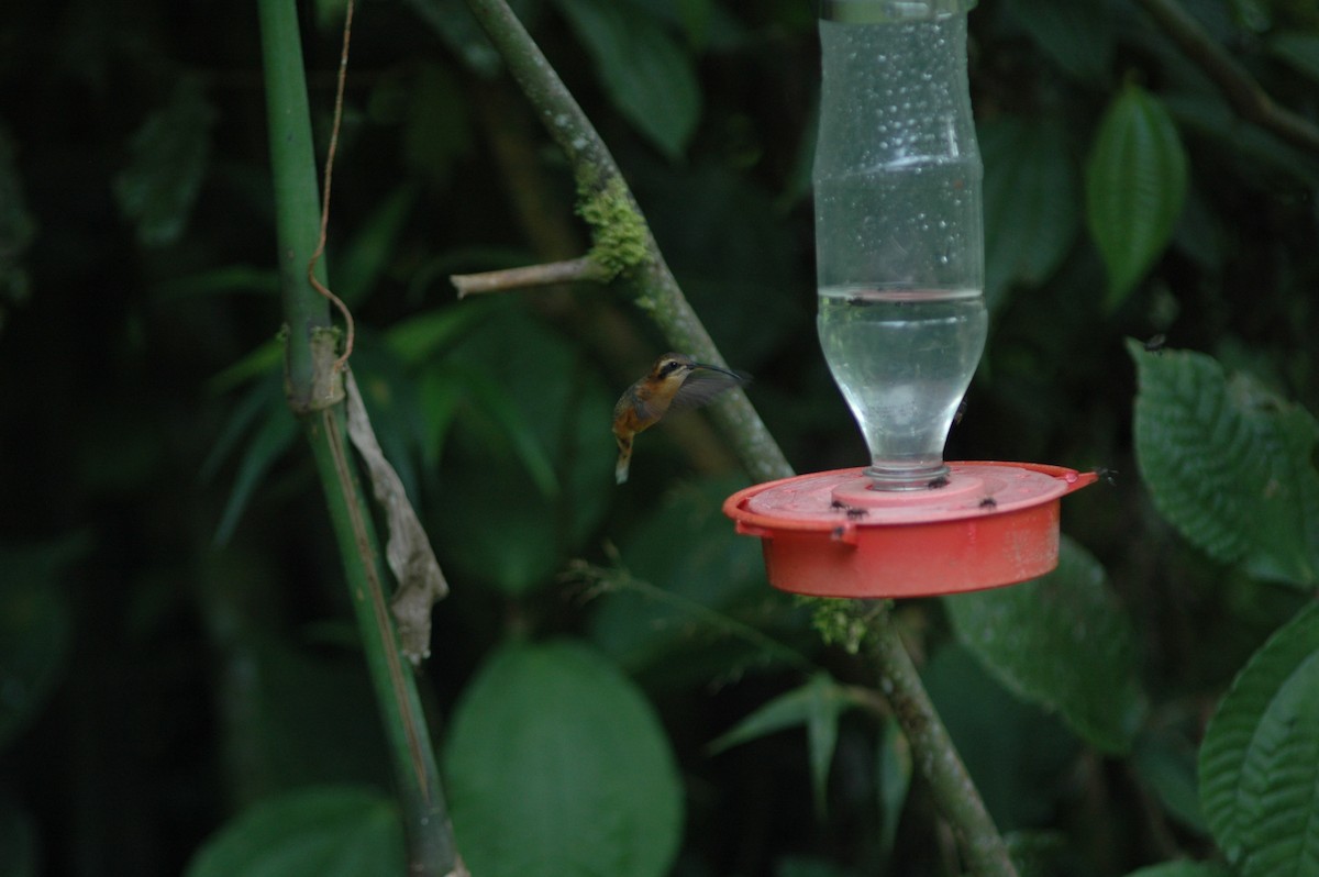 Серогорлый колибри-отшельник - ML617930622
