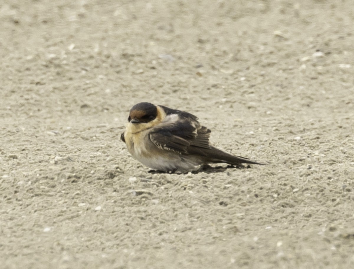 Cave Swallow - ML617930628