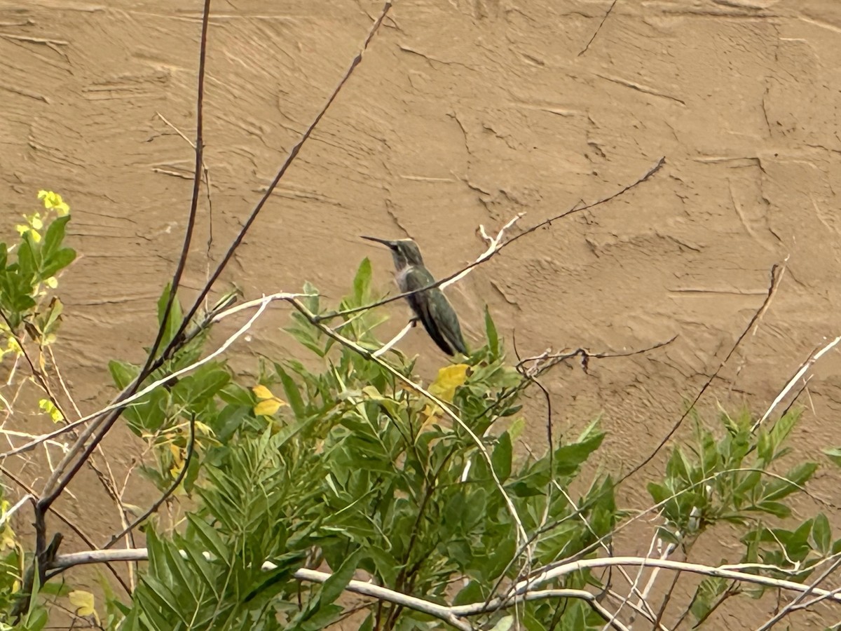 Costa's Hummingbird - ML617930640