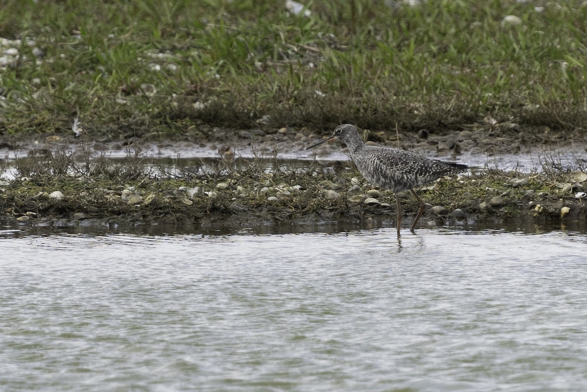 Spotted Redshank - ML617930686