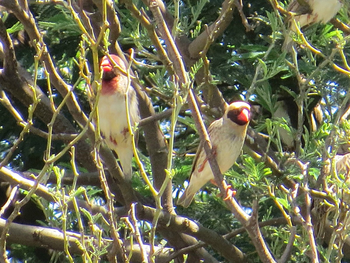 Red-billed Quelea - Andrew Cauldwell