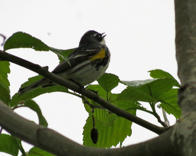 Yellow-rumped Warbler (Myrtle) - ML617930720