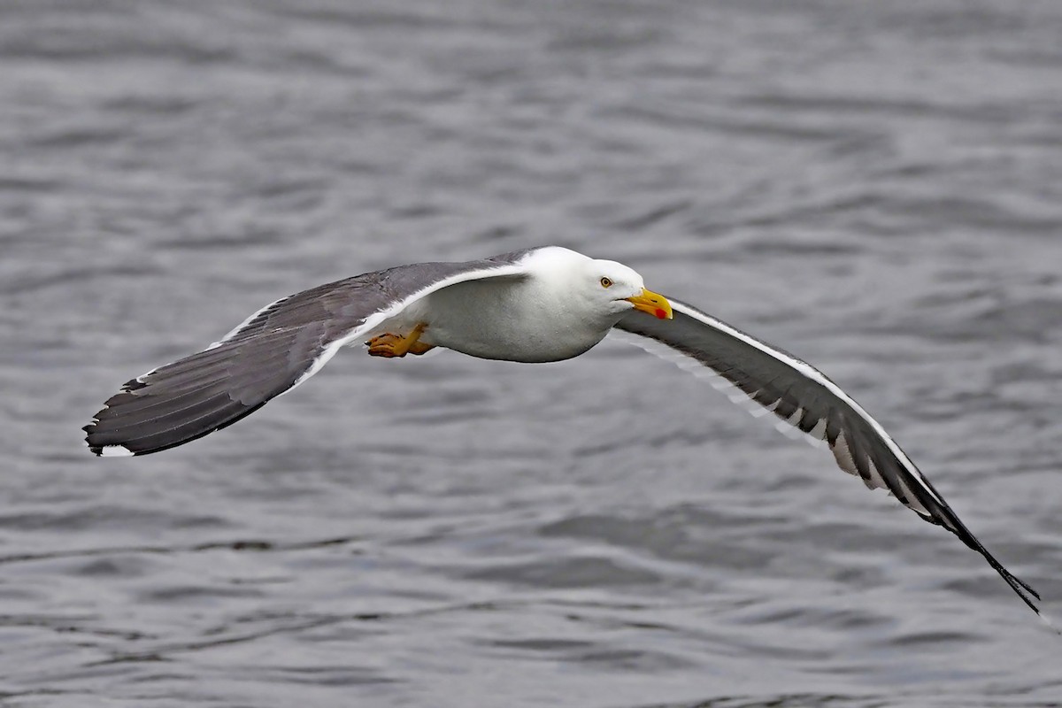 Yellow-footed Gull - ML617930728