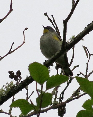 Yellow-rumped Warbler (Audubon's) - ML617930735