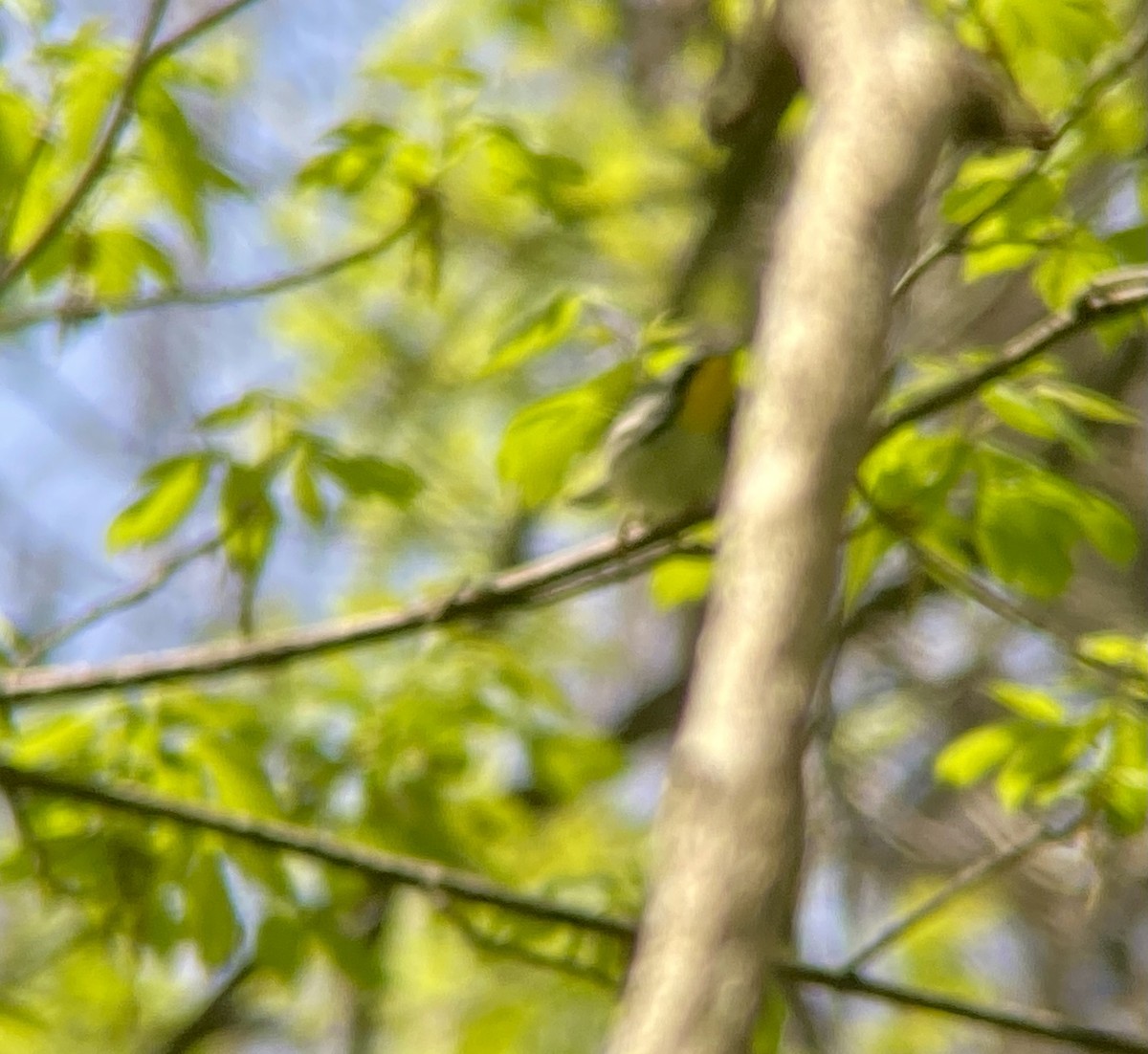 Yellow-throated Warbler - ML617930738