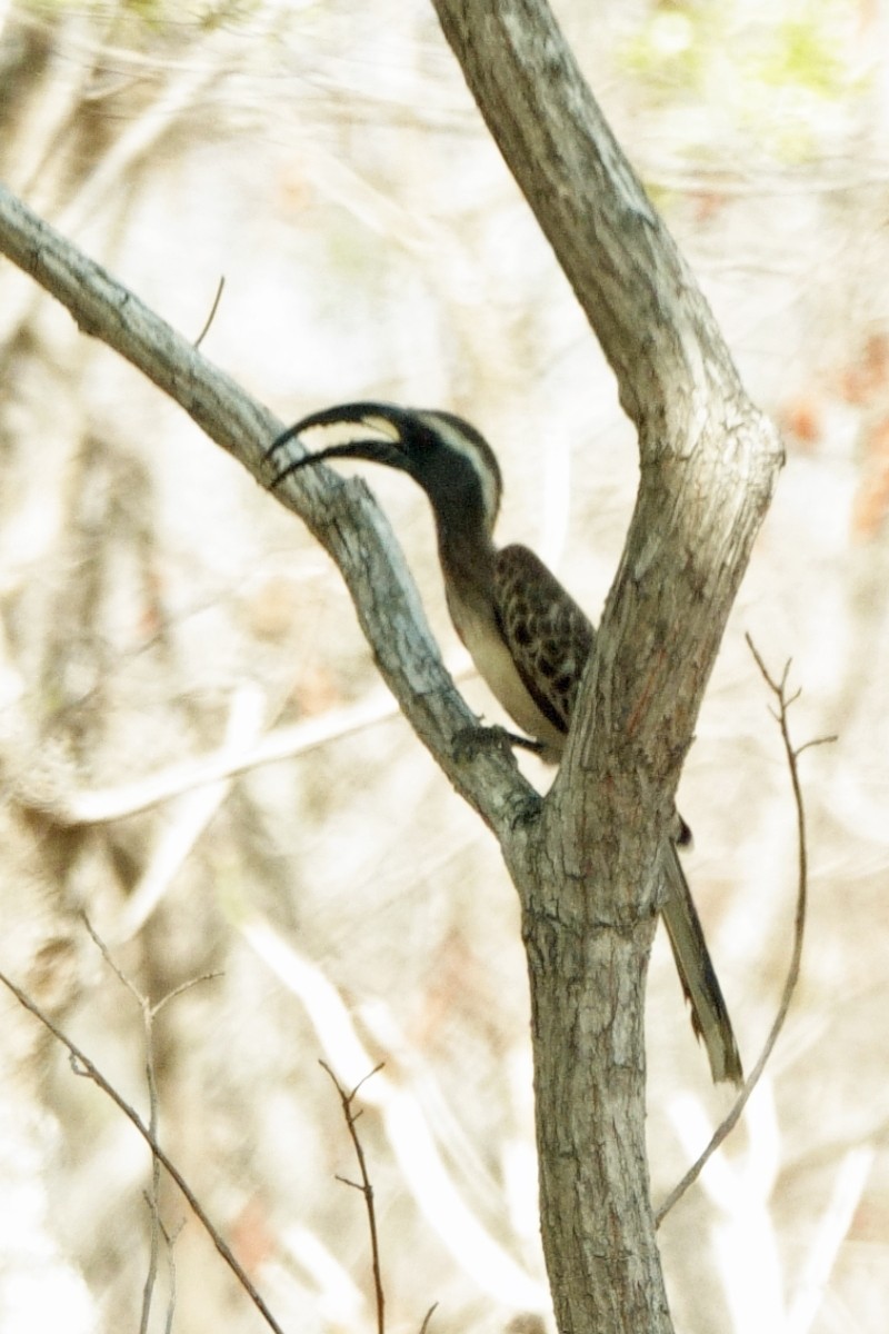 African Gray Hornbill - Carl Haynie