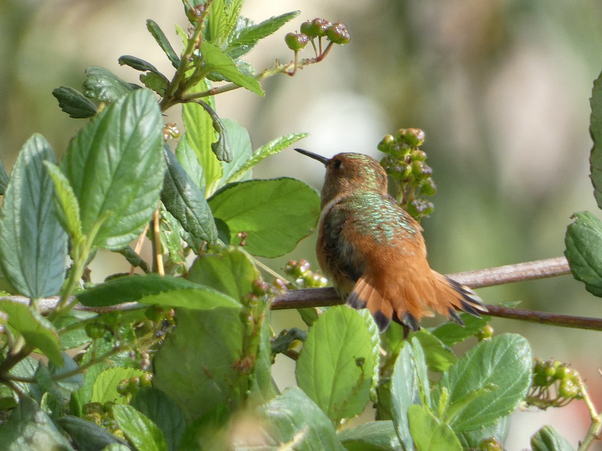 Rufous Hummingbird - ML617930781