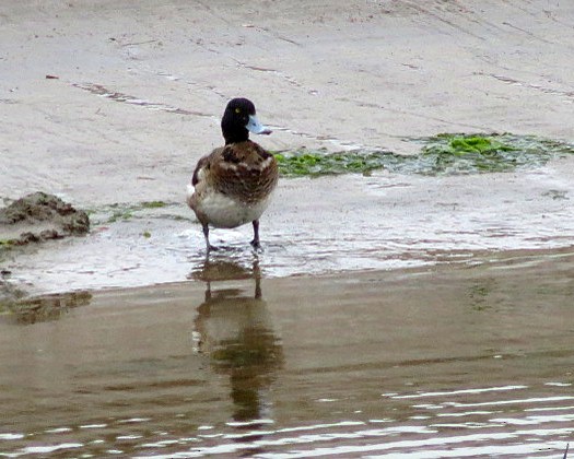 Greater Scaup - ML617930812