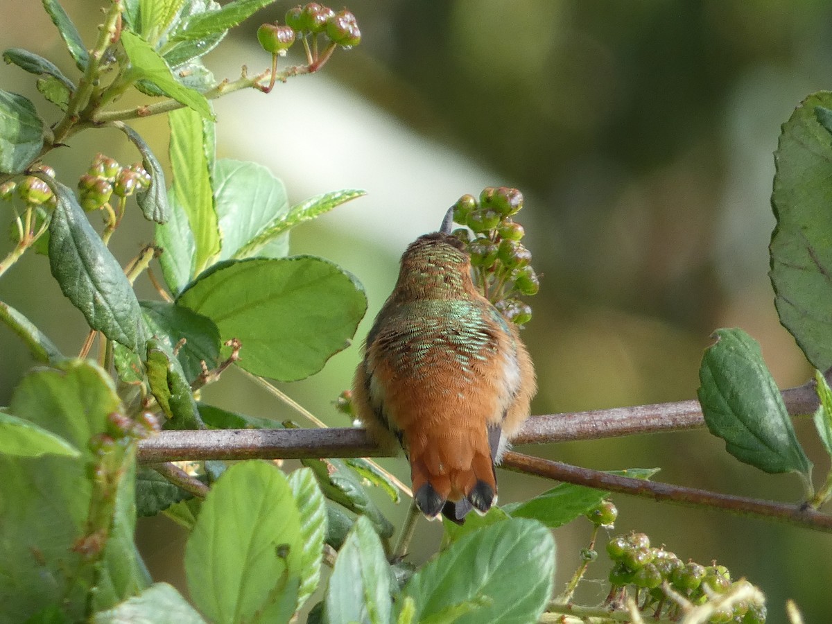 Rufous Hummingbird - ML617930813