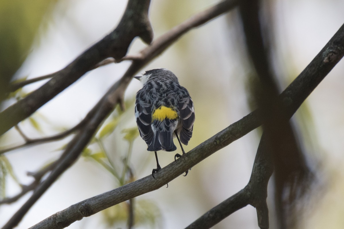 Yellow-rumped Warbler - C  Thorn