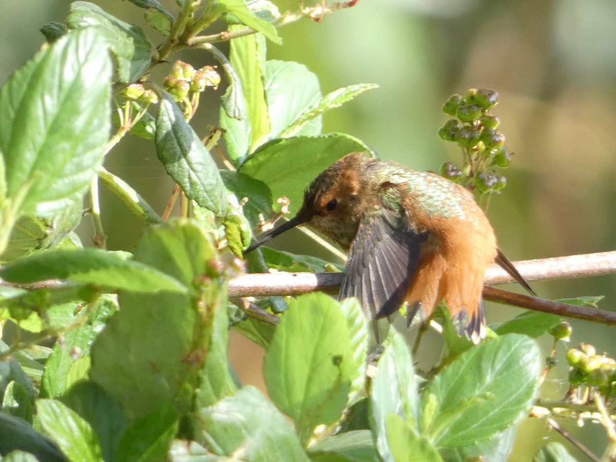 Rufous Hummingbird - Kevin Liberg