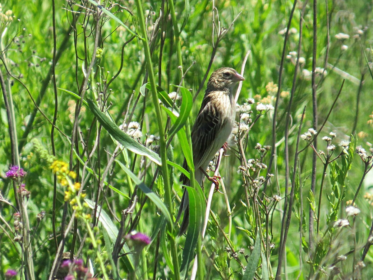 Long-tailed Widowbird - ML617930866