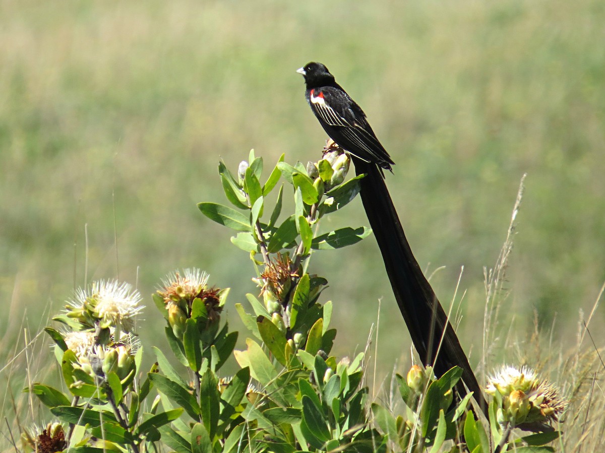 Long-tailed Widowbird - Andrew Cauldwell